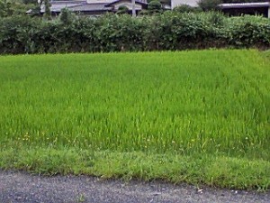 滋賀県湖南市田園